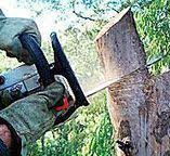 How Our Tree Care Process Works  in  Seabrook, TX