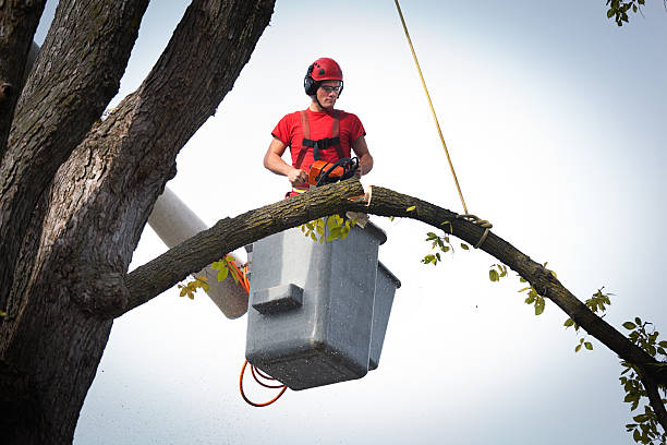 Professional Tree Removal in Seabrook, TX