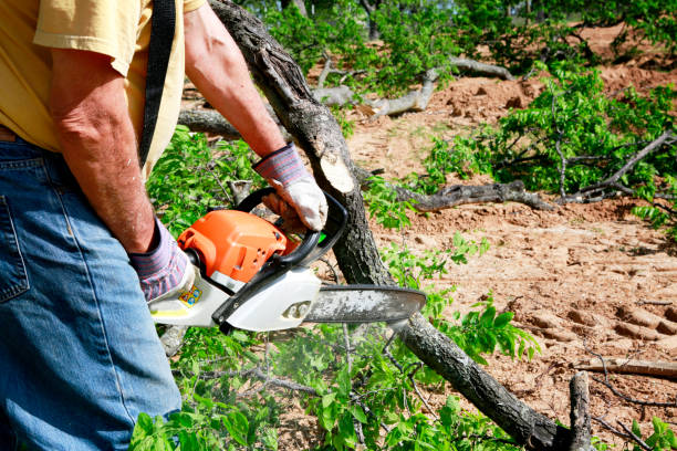 Best Lawn Disease Treatment  in Seabrook, TX